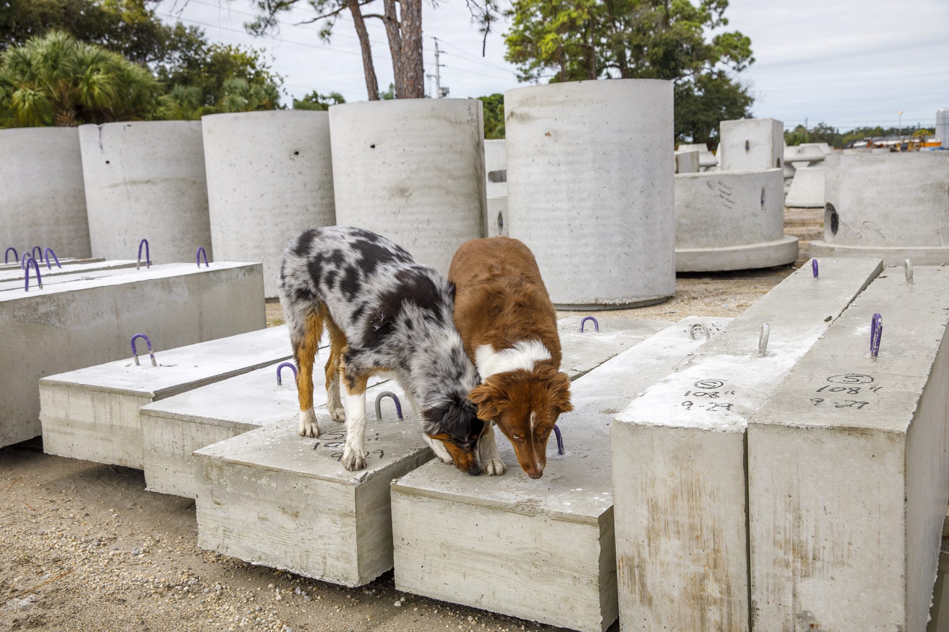 two dogs standing on concrete slabs